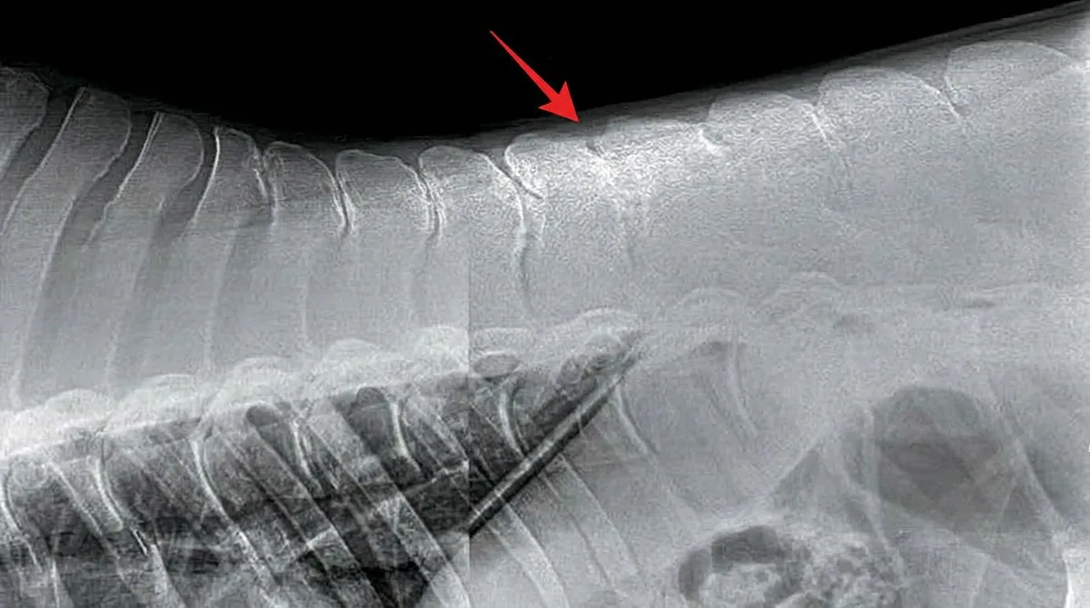 Horse owner examining her horse's back in stable